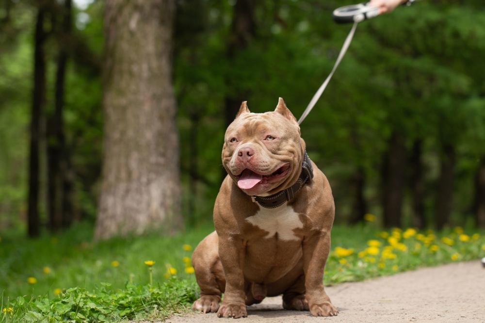 american bully
