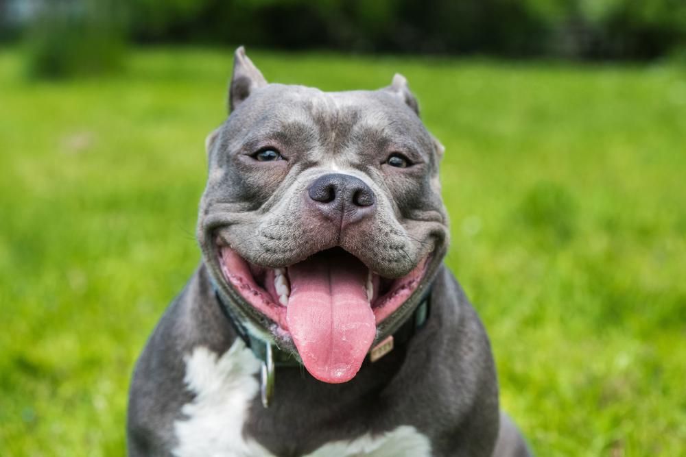 american bully souriant