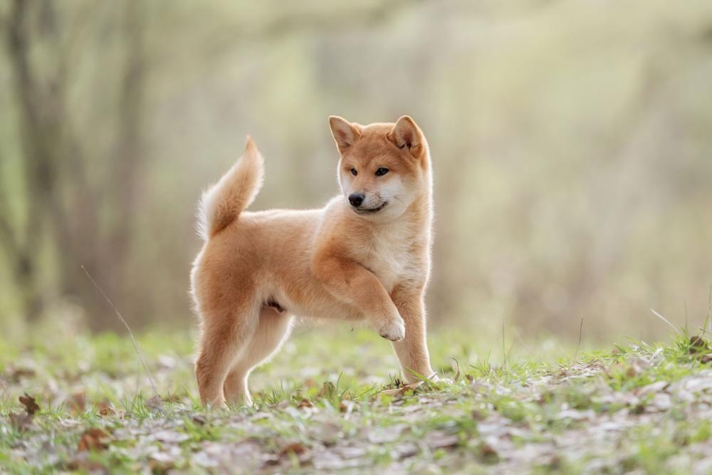 shiba en forêt