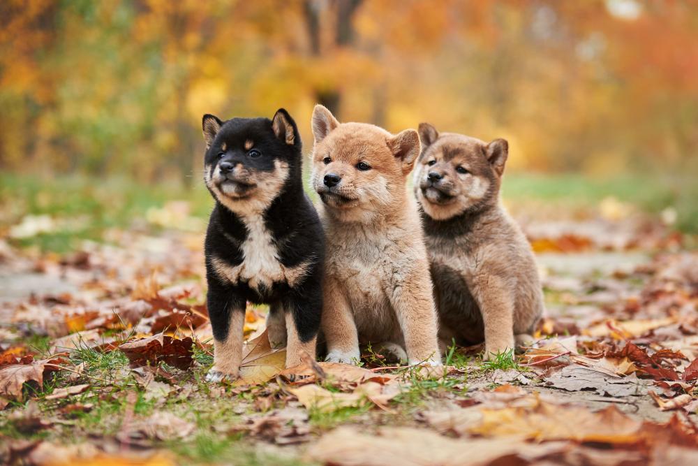 bébé shiba