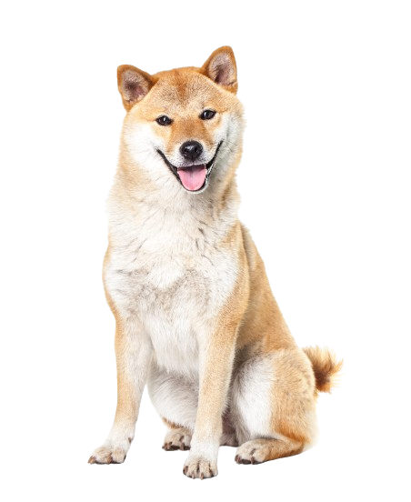 shiba inu