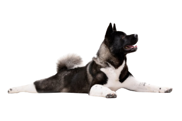 akita américain