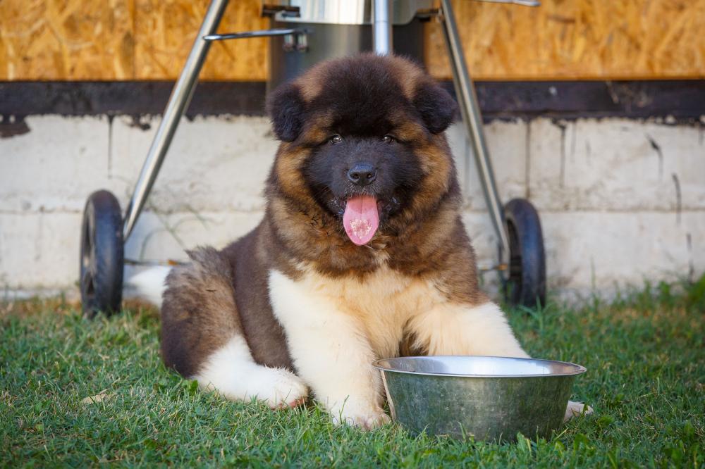 gamelle akita américain