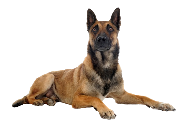 berger belge malinois