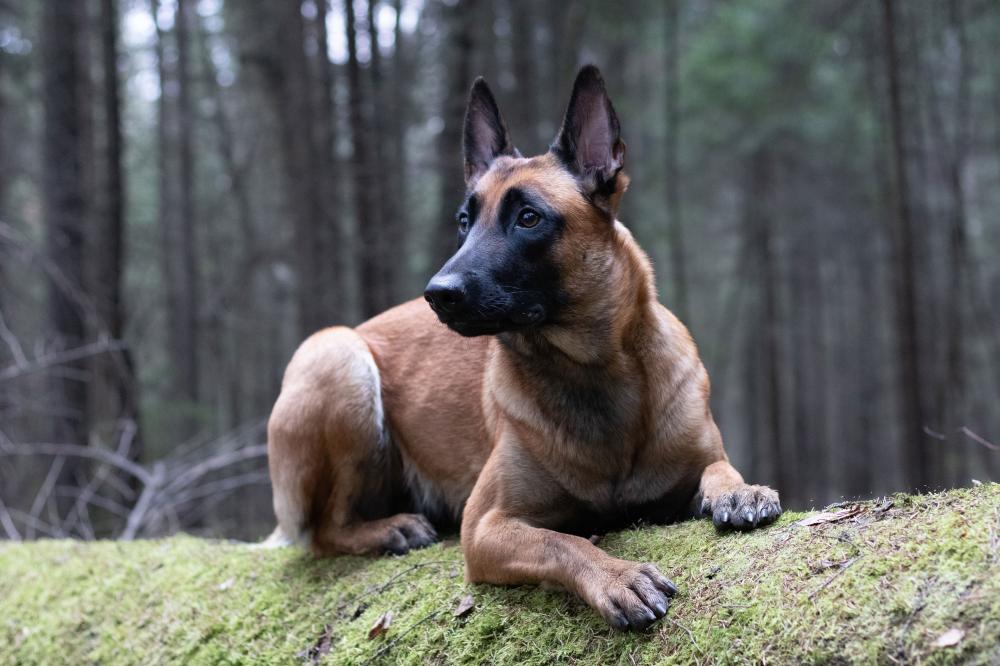 berger belge en forêt