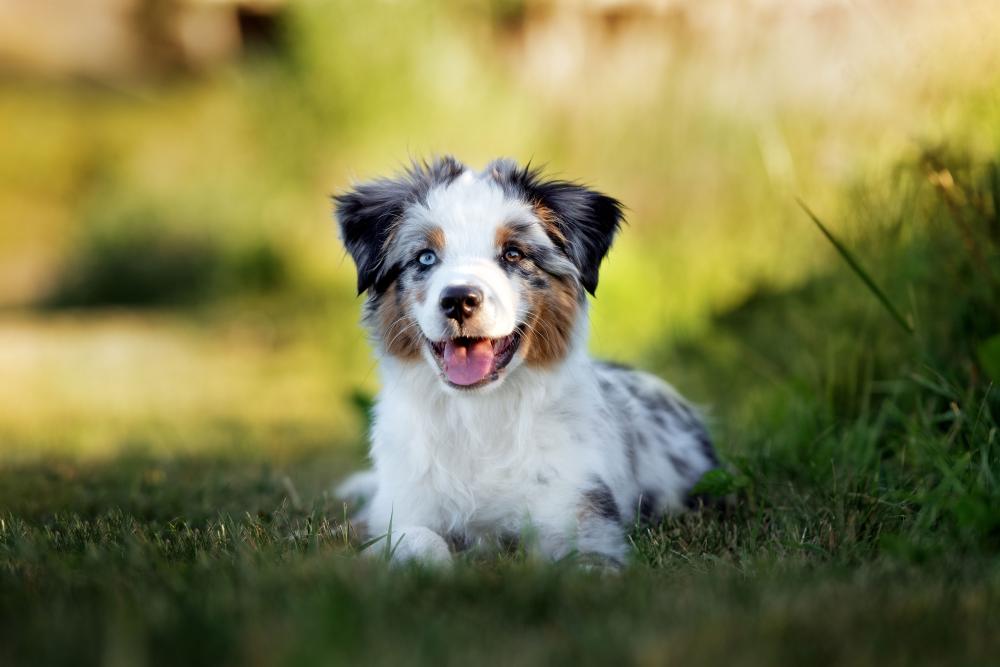 berger autralien chiot