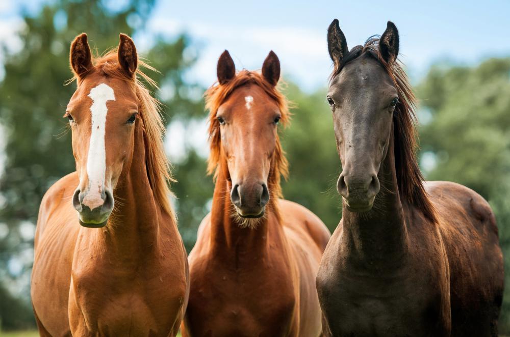 3 chevaux