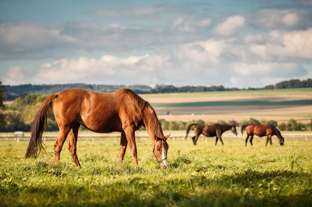 pré chevaux