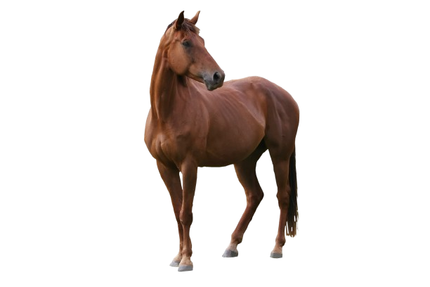 cheval